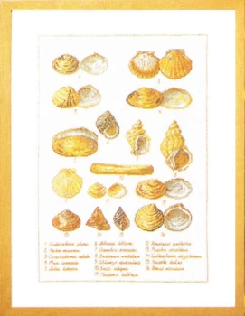Broderikit Muslingeskaller 41 x 56 cm 5676