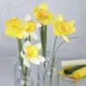 Blomsterstængel