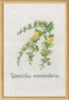 Broderikit Pengeblad R5799 20 x 30 cm